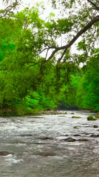 绿林自然河流