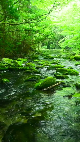 清澈护眼绿林流水