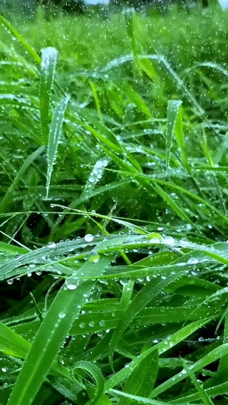 小雨知时节