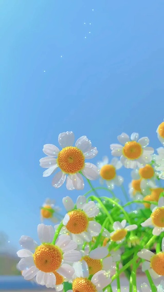 小雏菊