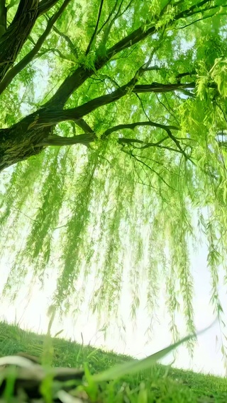 万条垂下绿丝绦4K