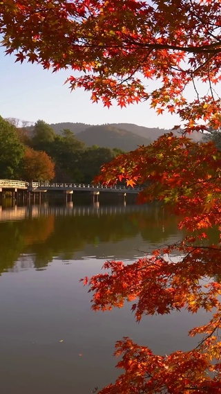 秋天湖畔红叶