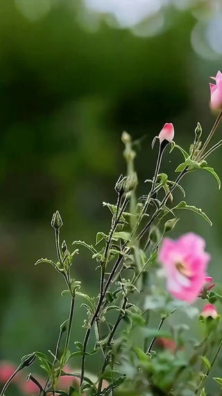 护眼绿景花草树木