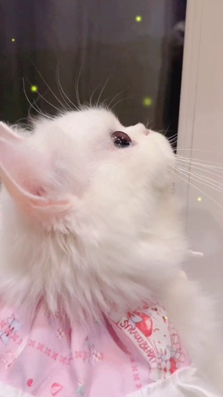 治愈可爱猫咪