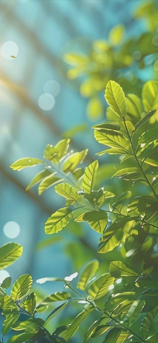 小清新
