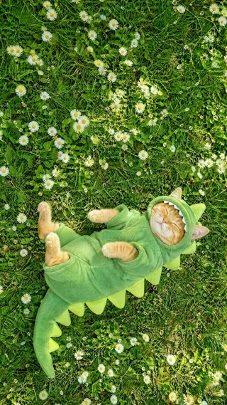 草地上打盹的小猫