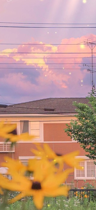 治愈鲜花好天气