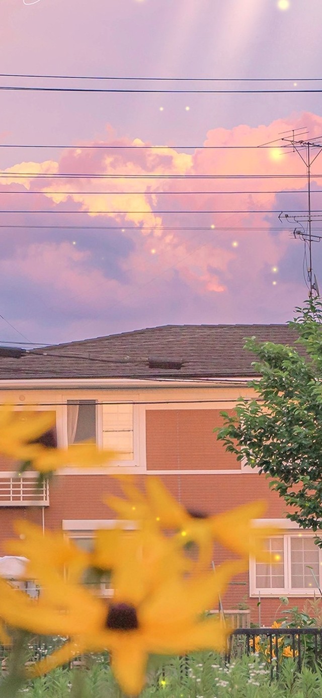 治愈鲜花好天气