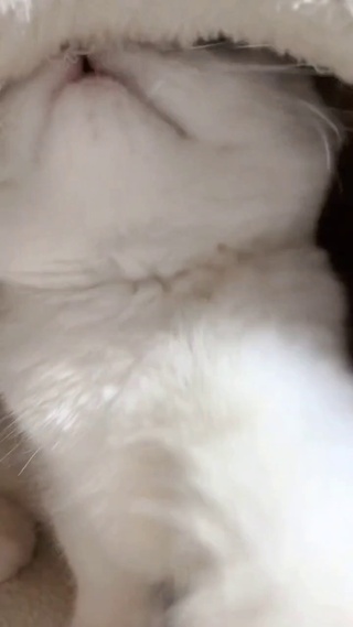 猫咪