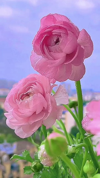 粉色花开