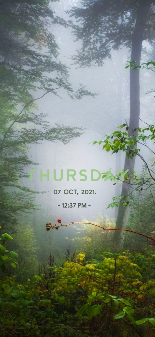 6K 超清【森之林】