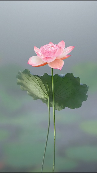 荷花意境