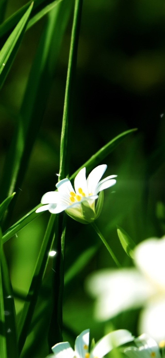 绿竹护眼小野花