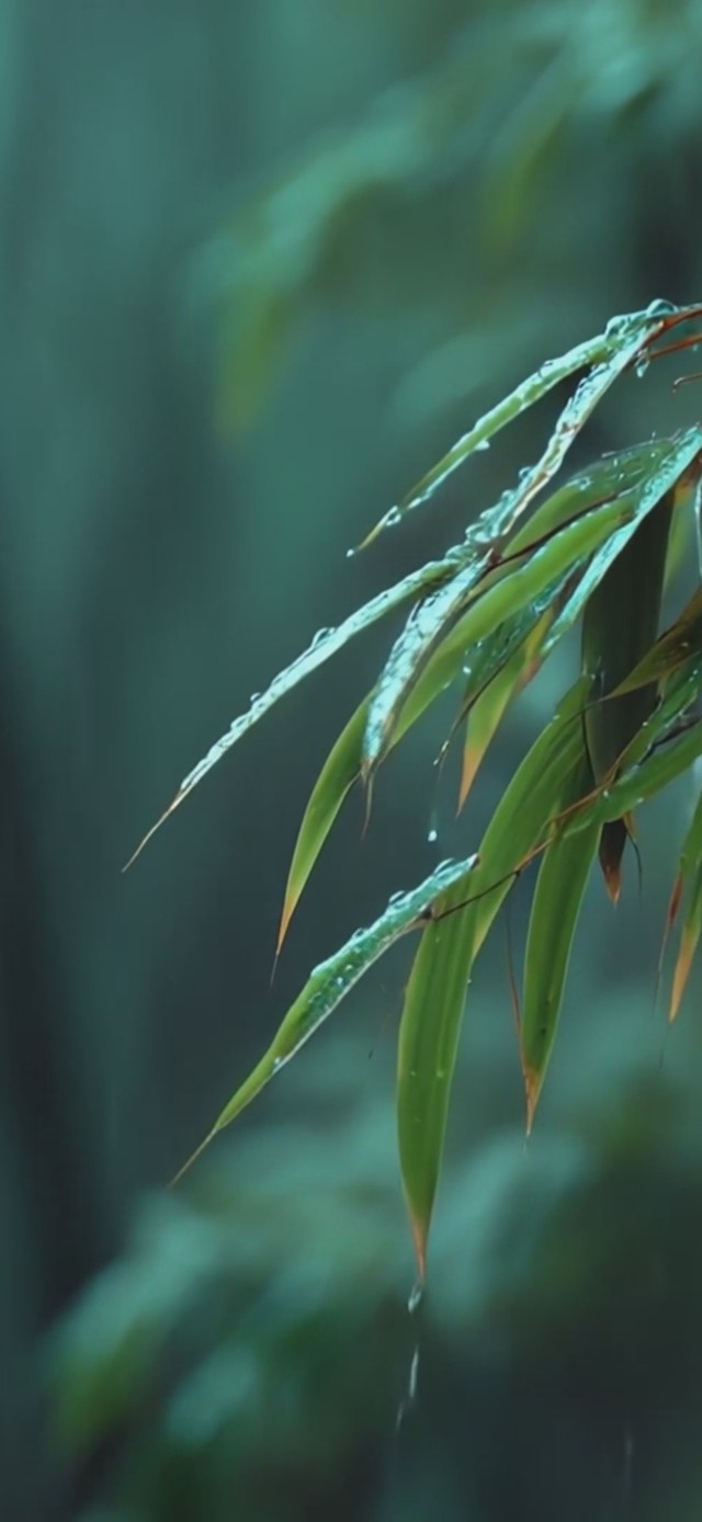 雨中竹林