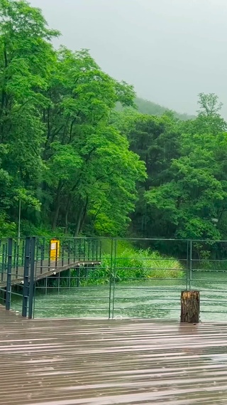 雨天公园湖边绿树林