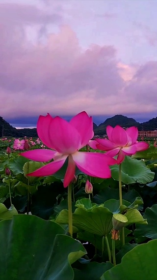 好运莲莲