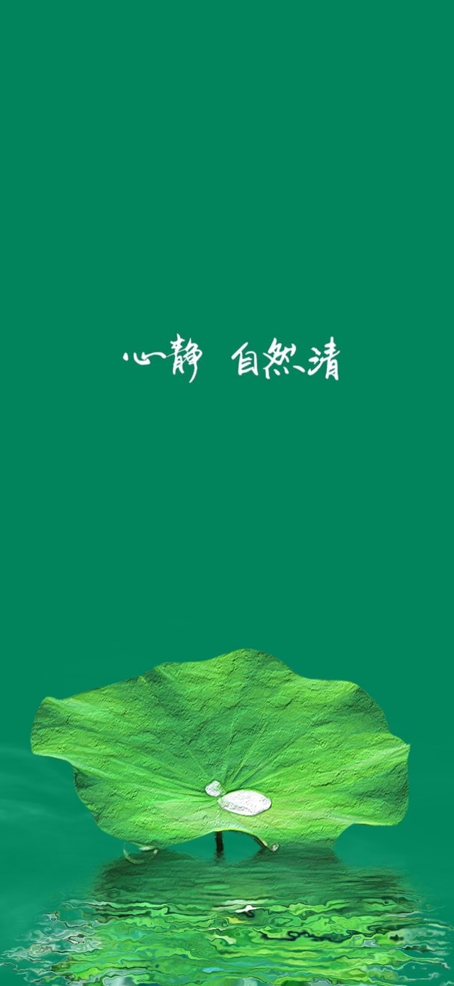 心静  荷叶