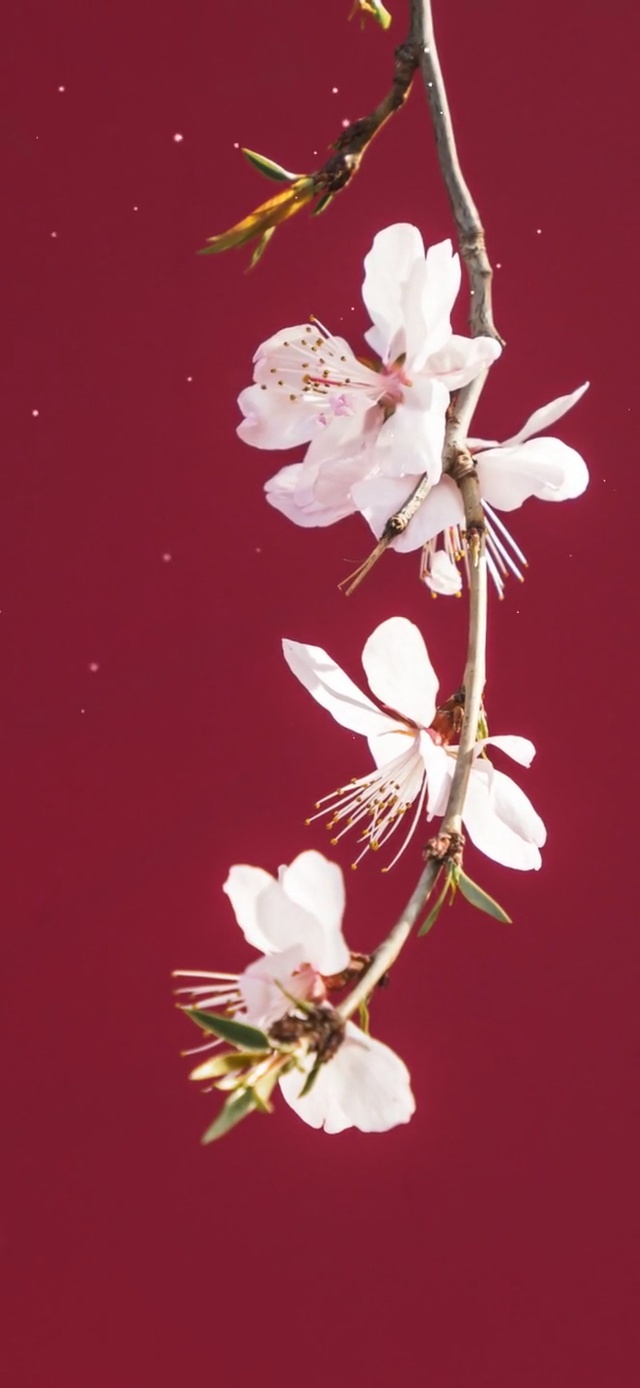 一枝桃花(风景手机动态壁纸) - 风景手机壁纸下载 - 元气壁纸