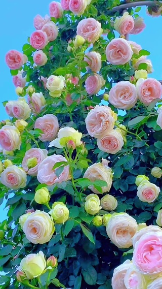 总有一种遇见，惊艳了时光