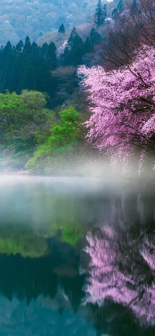 雨中雾里湖边落花