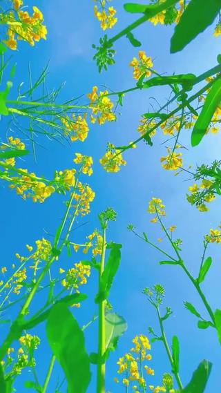 治愈油菜花