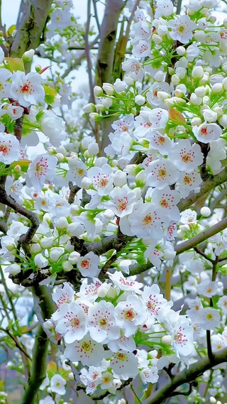 春风有信 花开有期 