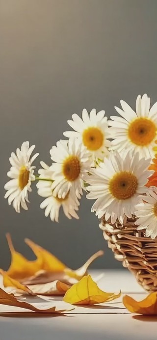 小邹菊