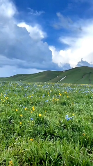 高原草甸
