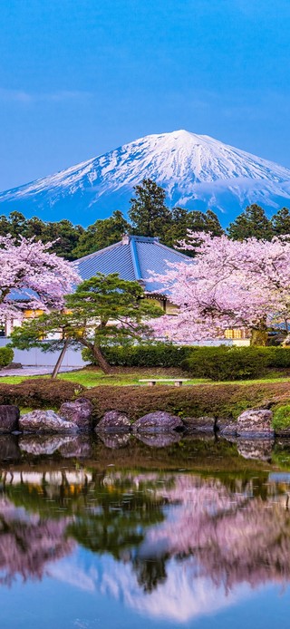 富士山樱花