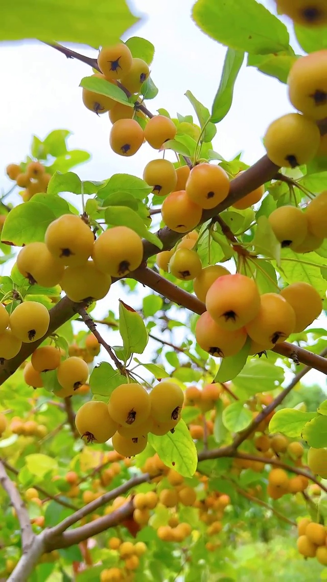 酸酸甜甜就是你