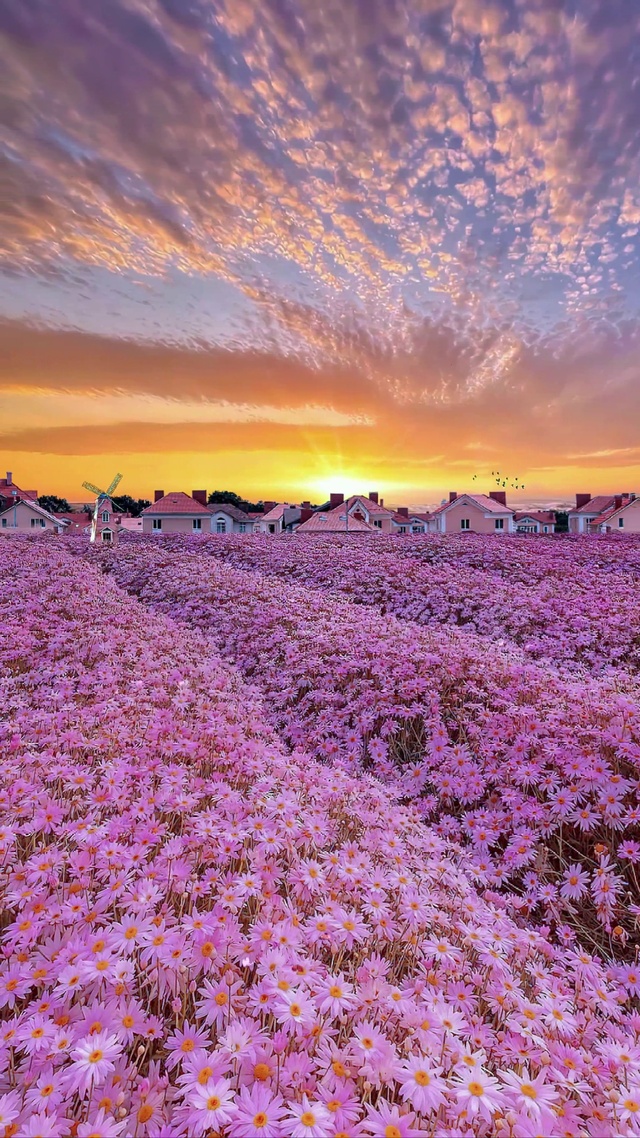 晚霞雏菊