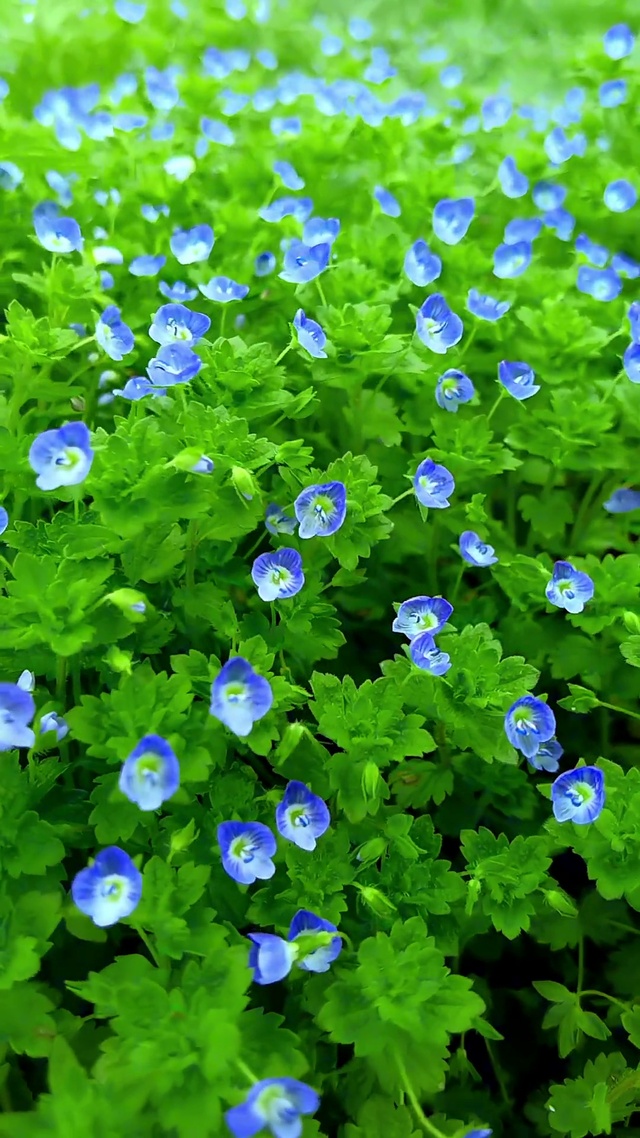 你恰好盛开，我刚好路过