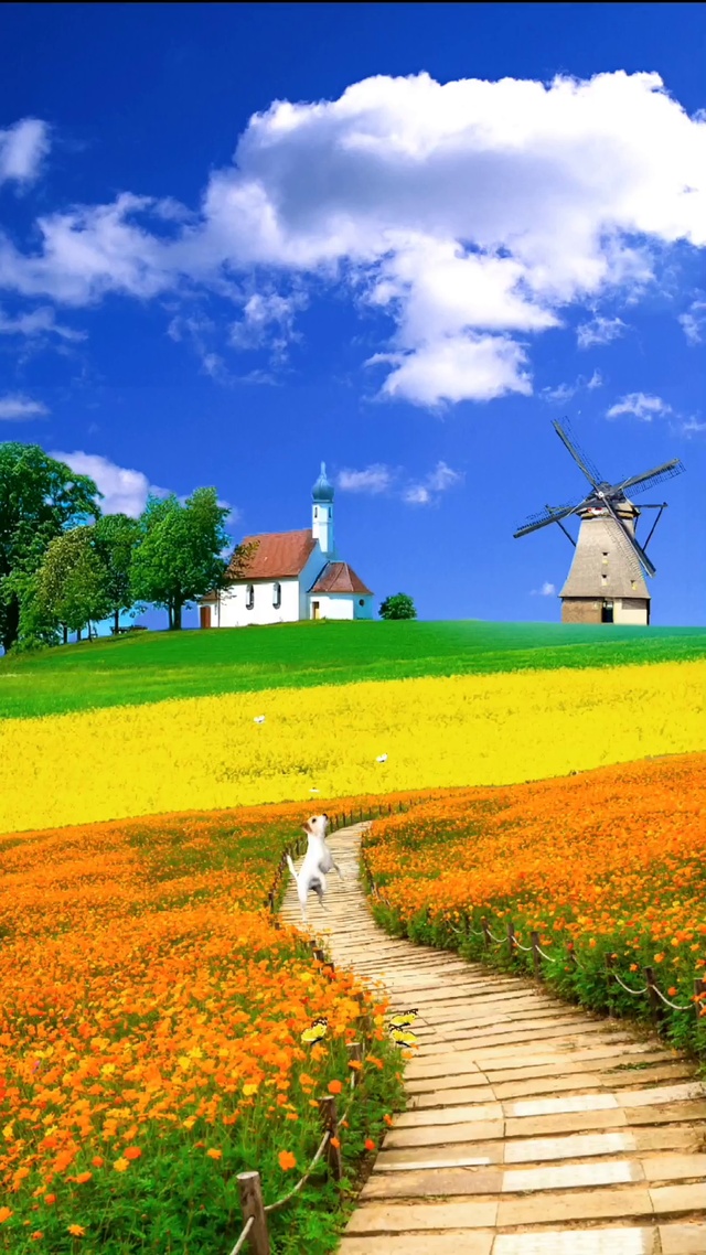 山间小屋  花海