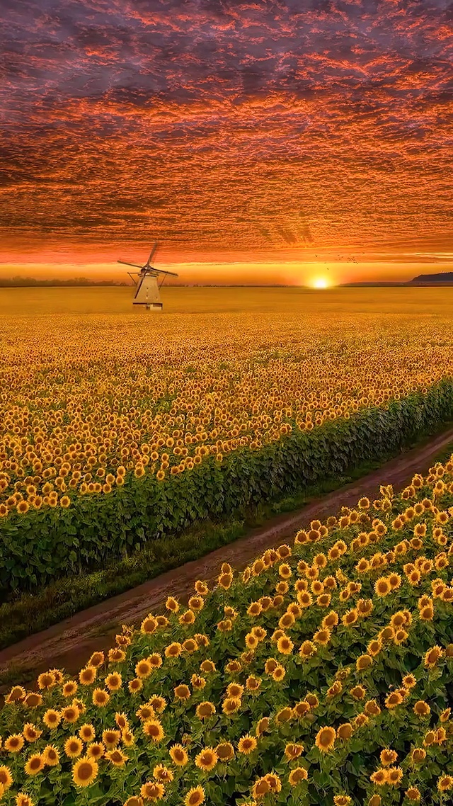 爆款唯美治愈花海卡点