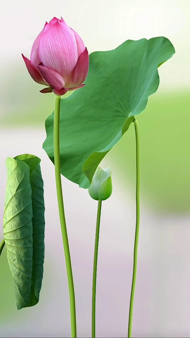动态荷花