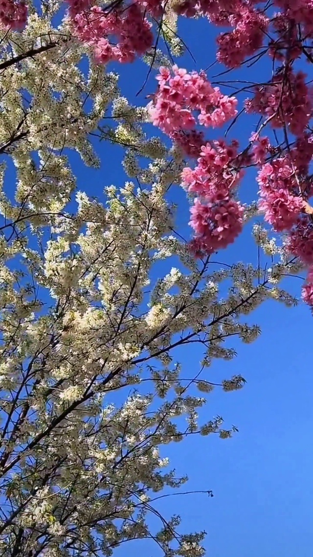 浪漫冬樱花
