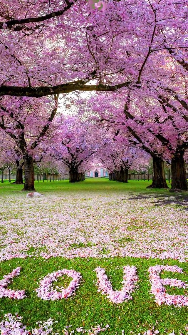 樱花树下的约定