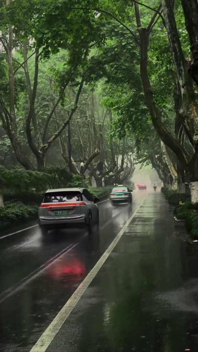 雨中梧桐大道