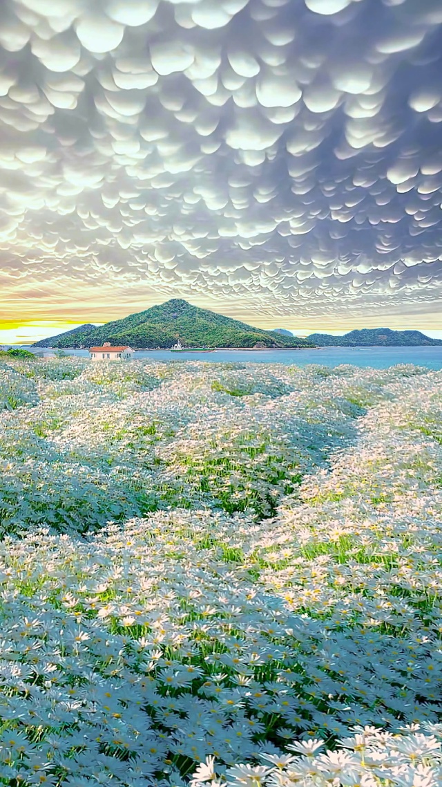 唯美雏菊花海