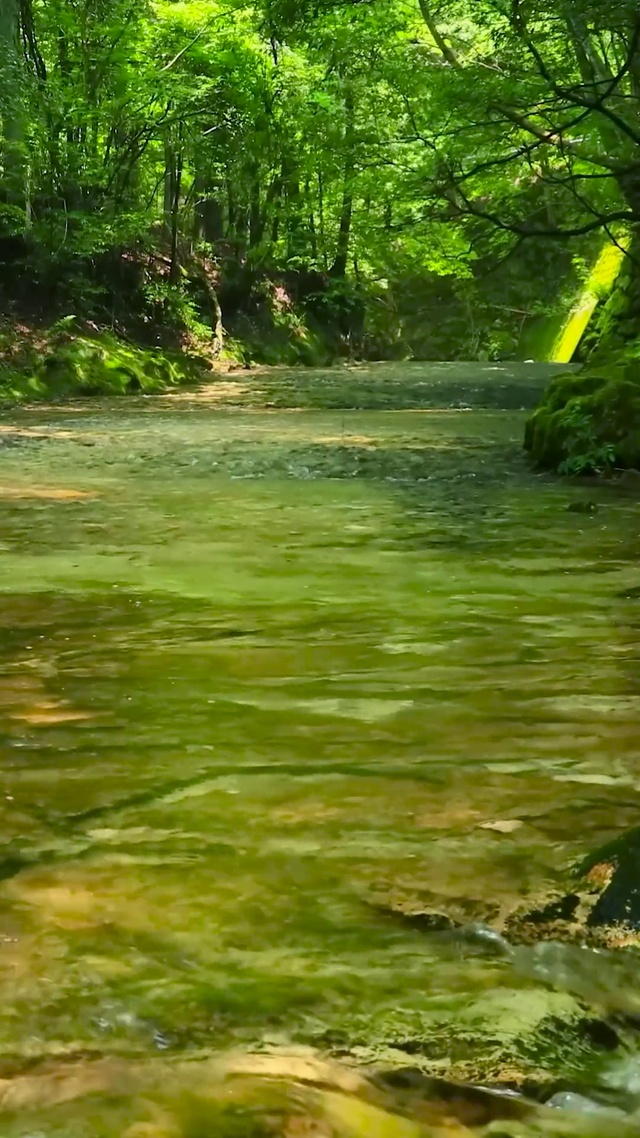 夏日绿林清澈溪水