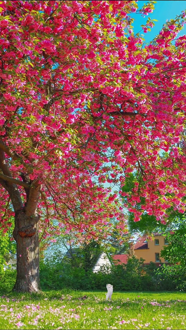 花朵能使平凡的日子变得浪漫