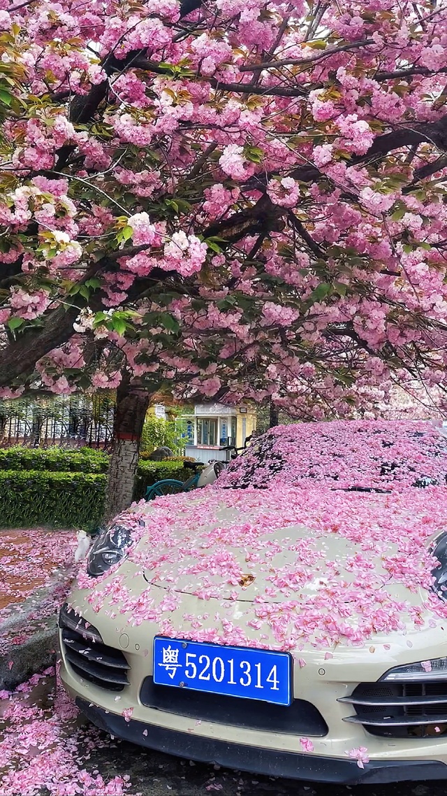 樱花树下的约定