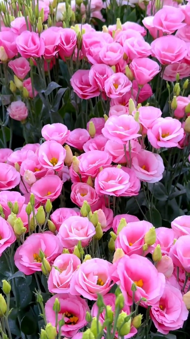 总有花开惊艳了时光