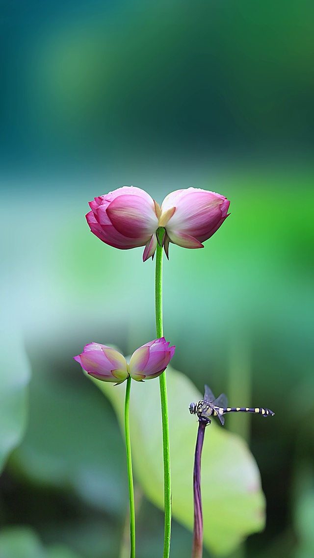 治愈荷花动态壁纸