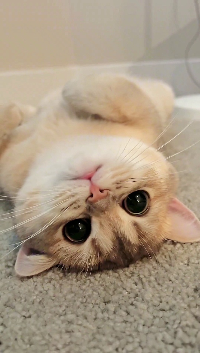高清猫咪②