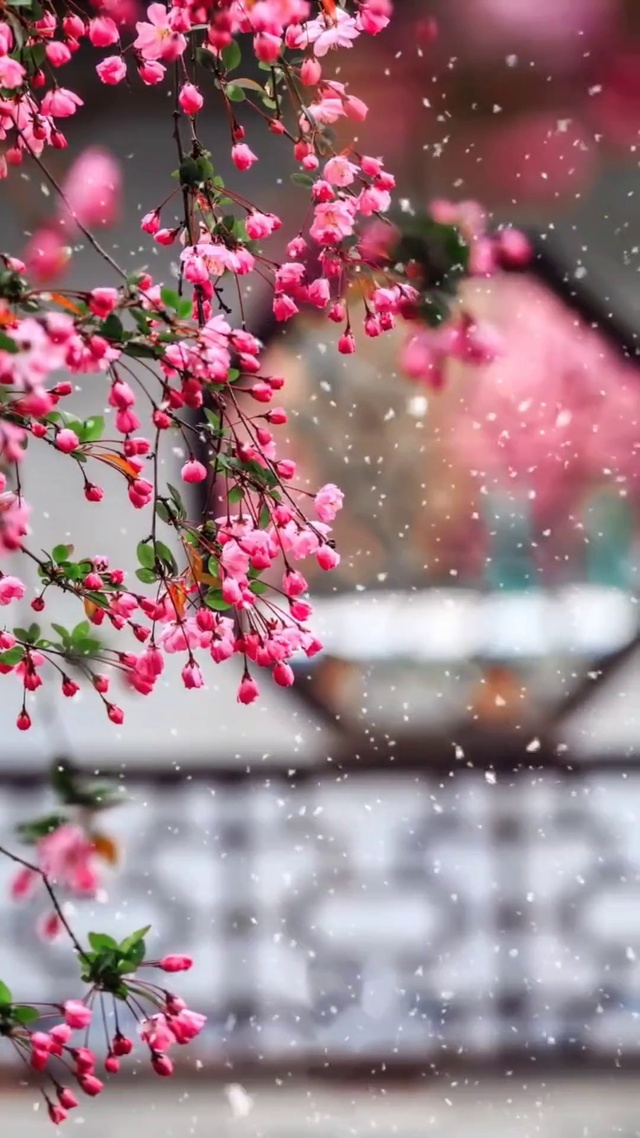 落花时节又逢君