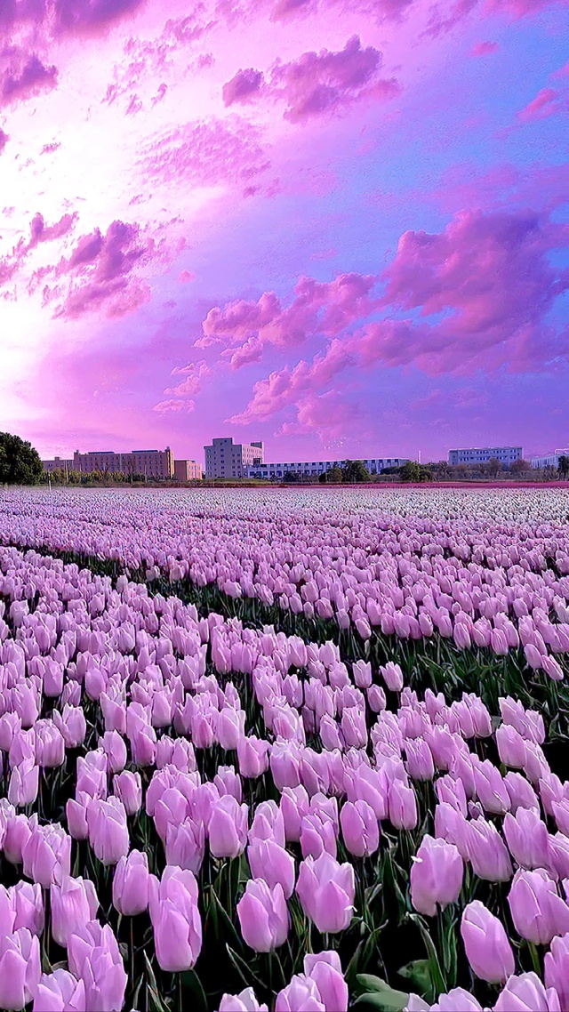 浪漫郁金香花海