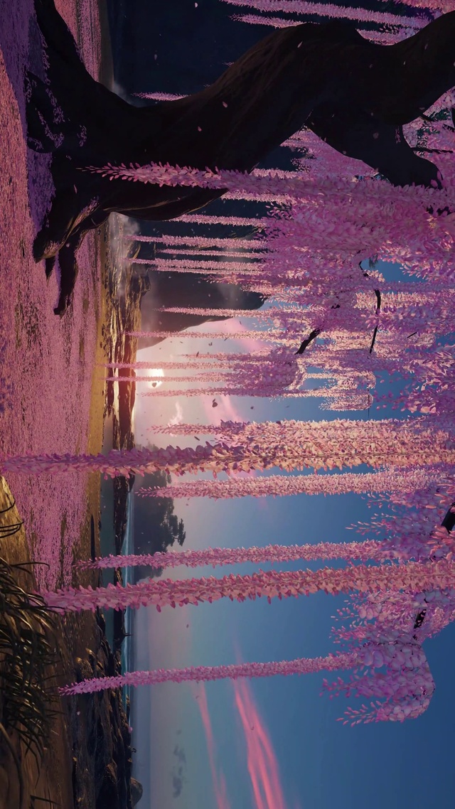 粉色紫藤树