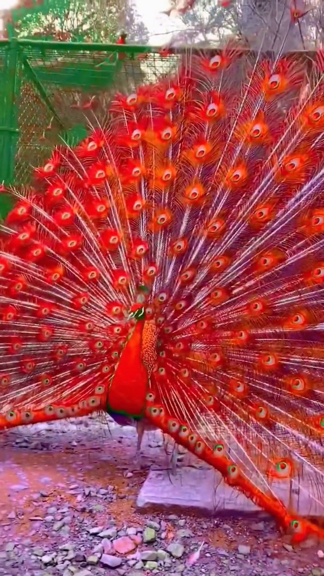 孔雀开屏 如意吉祥