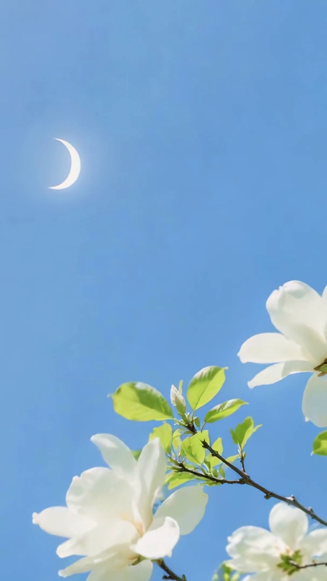 晴空下的清新白玉兰